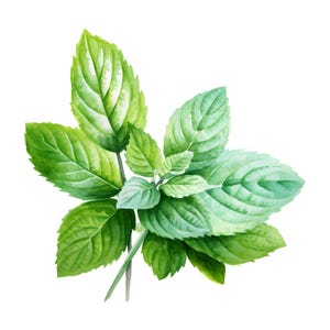 May include: A sprig of fresh green mint leaves with a watercolor effect.