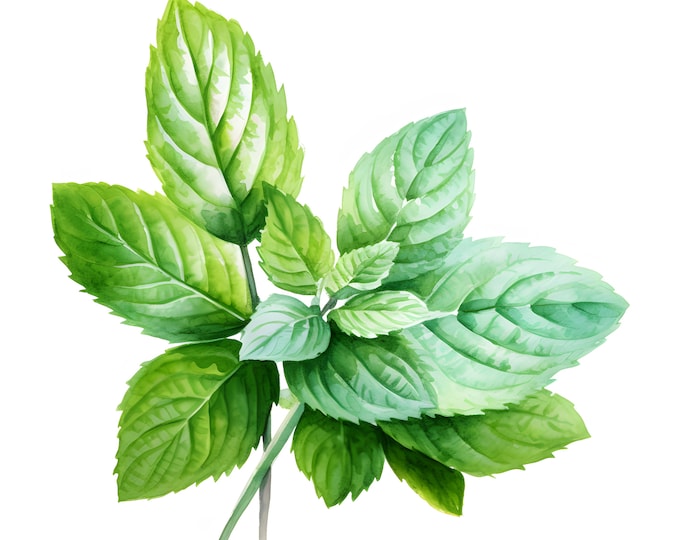 Mint Clipart, Mint Leaves Images, 10 Watercolor Clip Art, Printable JPGs, Instant Download, Commercial Use, Paper craft
