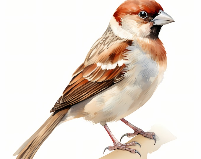 Sparrow Clipart, Sparrow Birds Images, 10 Watercolor Clip Art, Printable JPGs, Instant Download, Commercial Use, Paper craft