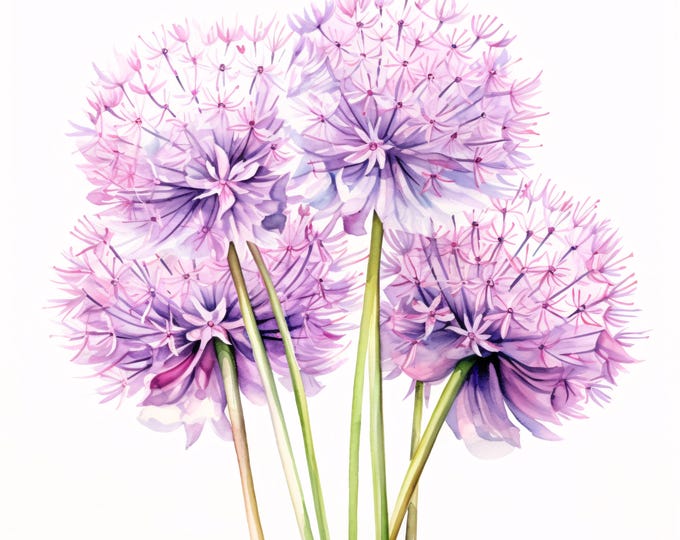 Allium Flower Clipart, Purple Bloom Images, 10 Watercolor Clip Art, Printable JPGs, Instant Download, Commercial Use, Paper craft