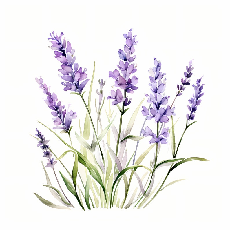 Watercolor Lavender Clipart: Purple Flower Images (JPG Digital Download ...