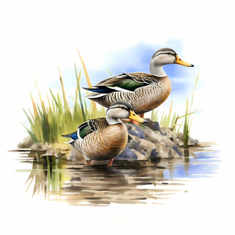 Ducks Clipart, Mallard Ducks Images, 10 Watercolor Clip Art, Printable