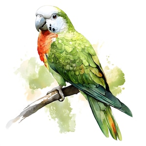 Clipart perroquet quaker, images d'oiseaux perroquets, 10 images clipart aquarelle, fichiers JPG imprimables, téléchargement immédiat, usage commercial, créations en papier
