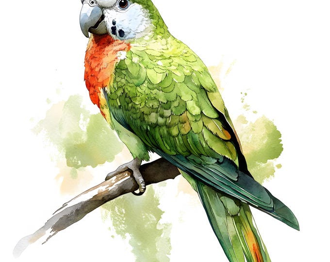 Quaker Parrot Clipart, Parrot Bird Images, 10 Watercolor Clip Art, Printable JPGs, Instant Download, Commercial Use, Paper craft
