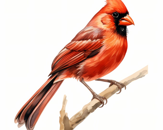 Red Cardinal Clipart, Cardinal Bird Images, 10 Watercolor Clip Art, Printable JPGs, Instant Download, Commercial Use, Paper craft