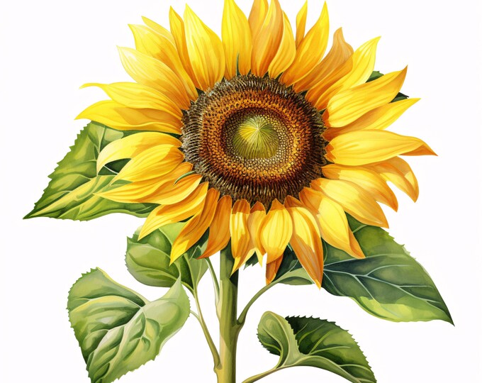 Sunflower Clipart, Bright Yellow Flower Images, 10 Watercolor Clip Art, Printable JPGs, Instant Download, Commercial Use, Paper craft