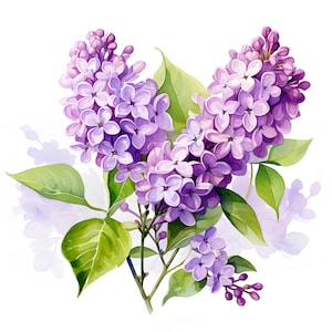 Imágenes prediseñadas de flores de color lila, imágenes de color lila morado, 10 imágenes prediseñadas de acuarela, archivos JPG imprimibles, descarga instantánea, uso comercial, manualidades de papel