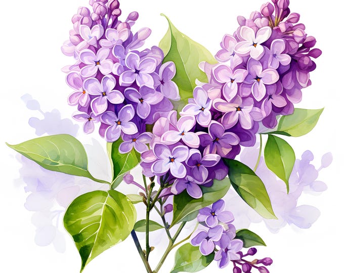 Lilac Flowers Clipart, Purple Lilac Images, 10 Watercolor Clip Art, Printable JPGs, Instant Download, Commercial Use, Paper craft