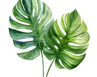 May include: Two large, green monstera leaves with a white background. The leaves have a distinct, tropical shape with deep, jagged cuts and veins.