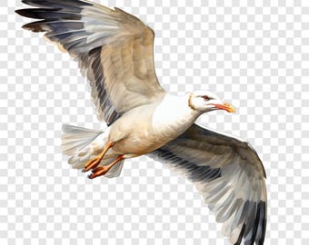 9 PNG Coastal Seagull Clipart, Ocean Sea Bird Images, Watercolor Clip Art, Instant Download, Commercial Use, Paper craft