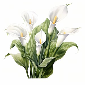 Calla Lillies Clipart, Images de fleurs de lys calla blancs, 10 cliparts aquarelle, JPG imprimable, téléchargement immédiat, usage commercial, créations en papier
