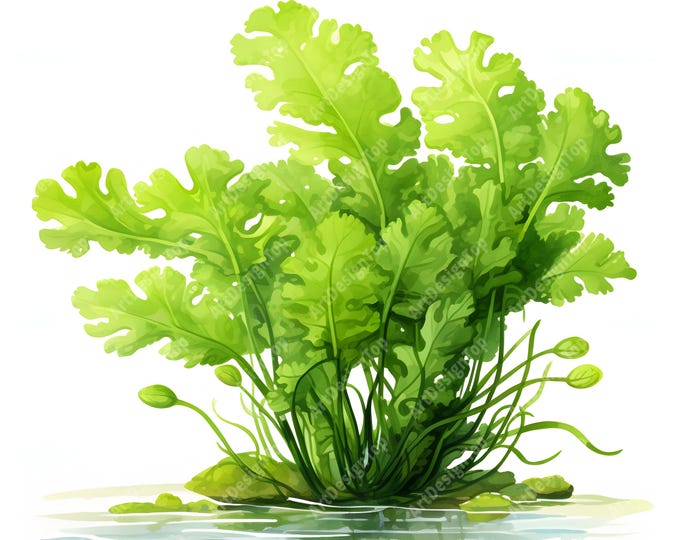 Water Fern Clipart, Ferns Leaves Images, 10 Watercolor Clip Art, Printable JPGs, Instant Download, Commercial Use, Paper craft