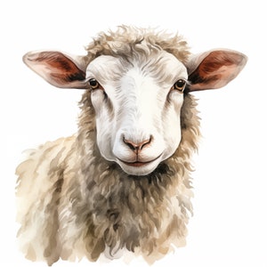Op de afbeelding: Een close-up portret van een wit schaap met bruine vacht. Het schaap heeft een vriendelijke uitdrukking en kijkt rechtstreeks naar de kijker.