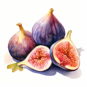 Feige Clipart, Feige Obst Bilder, 10 Aquarell Clip Art, druckbare JPGs, Sofort Download, kommerzielle Nutzung, Papiermodell