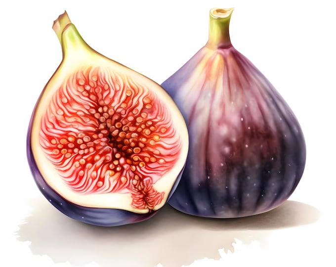 Fig Fruit Clipart, Fig Images, 10 Watercolor Clip Art, Printable JPGs, Instant Download, Commercial Use, Paper craft