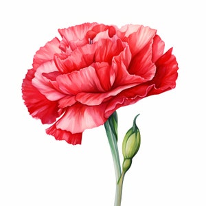 Carnation Clipart, Clove Pink Images, 10 Watercolor Clip Art, Printable JPGs, Instant Download, Commercial Use, Paper craft