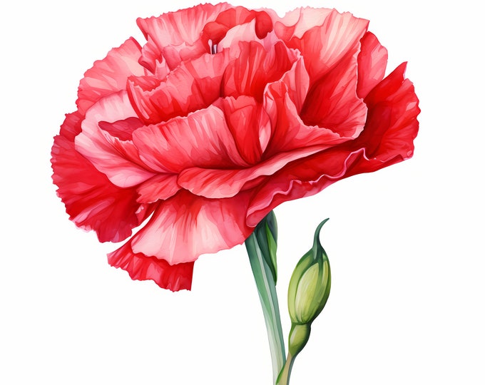 Carnation Clipart, Clove Pink Images, 10 Watercolor Clip Art, Printable JPGs, Instant Download, Commercial Use, Paper craft