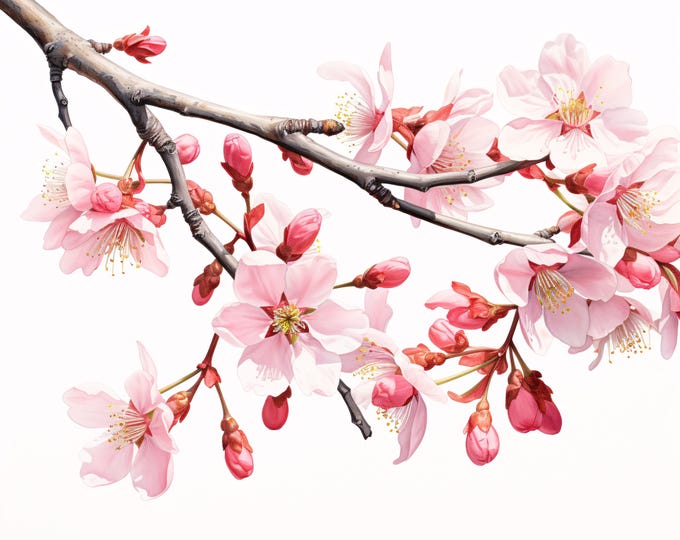 Sakura Branch Clipart, Cherry Blossom Images, 10 Watercolor Clip Art, Printable JPGs, Instant Download, Commercial Use, Paper craft