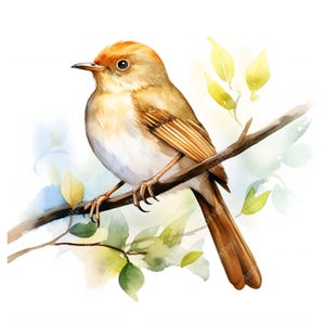Watercolor Nightingale Clipart: Bird on Branch Images (JPG Digital Download)