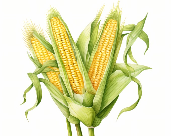 Corn Clipart, Cornstalk, Corn Cob Images, 10 Watercolor Clip Art, Printable JPGs, Instant Download, Commercial Use, Paper craft