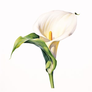 May include: A detailed painting of a white calla lily with a yellow spadix and green leaves. The flower is in full bloom, with the petals gracefully curved. The leaves are a vibrant green, and the stem is a light green color. The background is white.