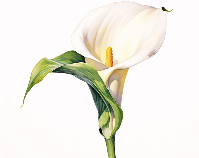 White Calla Lily Clipart, Lily Flower Images, 10 Watercolor Clip Art, Printable JPGs, Instant Download, Commercial Use