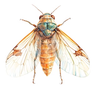 Watercolor Cicada Clipart: Insect Images (Digital Download)