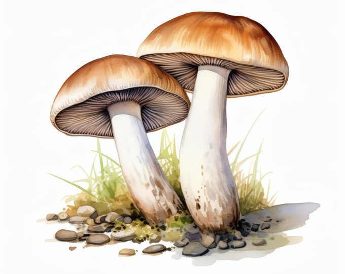 Mushroom Clipart, Champignon Fungus Images, 10 Watercolor Clip Art, Printable JPGs, Instant Download, Commercial Use, Paper craft