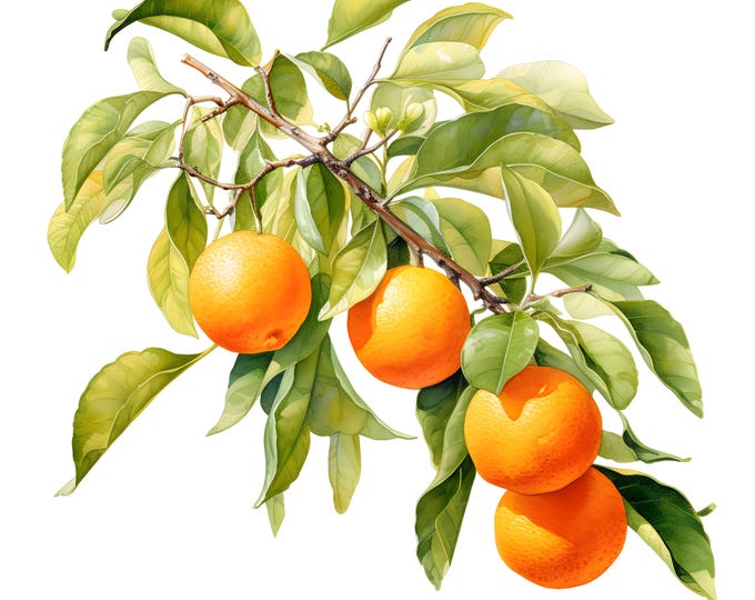 Orange Tree Clipart, Orange Tree Branch Images, 10 Watercolor Clip Art, Printable JPGs, Instant Download, Commercial Use, Paper craft