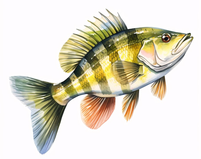 Watercolor Perch Fish Clip Art: 10 Printable JPG Images (Commercial Use, Instant Download)