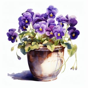 以下が含まれることがあります： 紫色のパンジーが入った植木鉢の水彩画。花は黄色の中心を持ち、緑の葉に囲まれています。鉢は風化した茶色で、背景は白です。