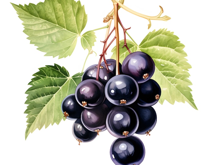 Blackcurrant Clipart, Blackberry Fruit Images, 10 Watercolor Clip Art, Printable JPGs, Instant Download, Commercial Use, Paper craft