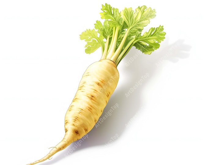 Parsnip Clipart, Farm Root Images, 10 Watercolor Clip Art, Printable JPGs, Instant Download, Commercial Use, Paper craft