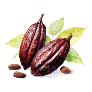 Cocoa Clipart, Botanical Cocoa Images, 10 Watercolor Clip Art, Printable JPGs, Instant Download, Commercial Use, Paper craft