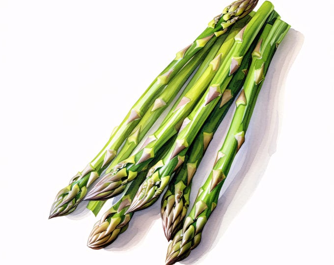 Watercolor Asparagus Clipart: Green Vegetable Art, Commercial Use JPGs (Instant Download)