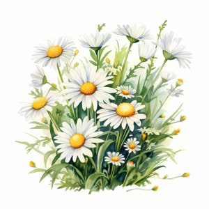 Clipart di margherite, immagini di fiori di margherite, 10 clipart di acquerelli, JPG stampabili, download immediato, uso commerciale, artigianato di carta