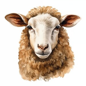 Op de afbeelding: Een close-up van het gezicht van een schaap. Het schaap heeft bruin, krullend haar en een wit gezicht. De ogen van het schaap zijn bruin en zijn neus is zwart.
