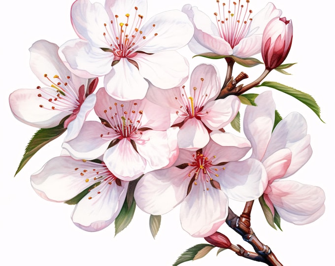 Cherry Blossom Clipart, Spring Flower Images, 10 Watercolor Clip Art, Printable JPGs, Instant Download, Commercial Use, Paper Craft