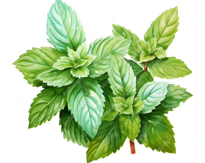 Peppermint Clipart, Mint Plant Images, 10 Watercolor Clip Art, Printable JPGs, Instant Download, Commercial Use, Paper craft
