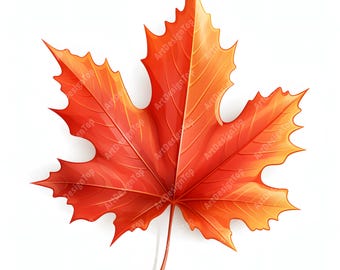 Watercolor Maple Leaf Clipart: Autumn JPG Images (Commercial Use)