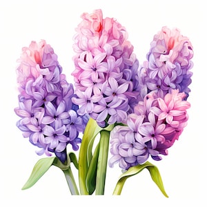 Hyacinth Clipart, Purple Hyacinth Flowers Images, 10 Watercolor Clip Art, Printable JPGs, Instant Download, Commercial Use, Paper craft