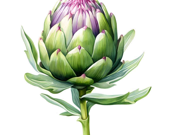 Artichoke Clipart, Artichoke Flower Images, 10 Watercolor Clip Art, Printable JPGs, Instant Download, Commercial Use, Paper craft