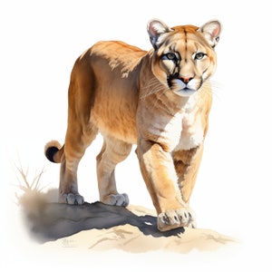 Clipart Puma, Obrazy Puma, 10 Akwareli Clip Art, Wydrukowalne JPG, Natychmiastowe pobieranie, Użytkowanie komercyjne, Rękodzieło papierowe