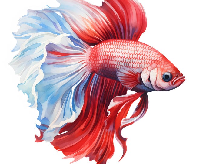 Aquarium Fish Clipart, Betta Fishes Images, 10 Watercolor Clip Art, Printable JPGs, Instant Download, Commercial Use, Paper craft