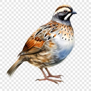 Puede incluir: Ilustración detallada de un pájaro con plumas marrones, naranjas y blancas. El pájaro tiene una cabeza negra y blanca con un ojo oscuro y un pico pequeño. El pájaro está de pie sobre dos patas delgadas con pequeñas garras.