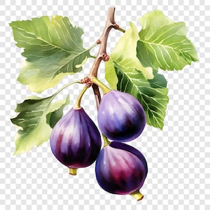 May include: Watercolor illustration of a fig branch with three ripe figs. The figs are a deep purple with pink undertones, and the leaves are green. The branch is brown, and the background is transparent.