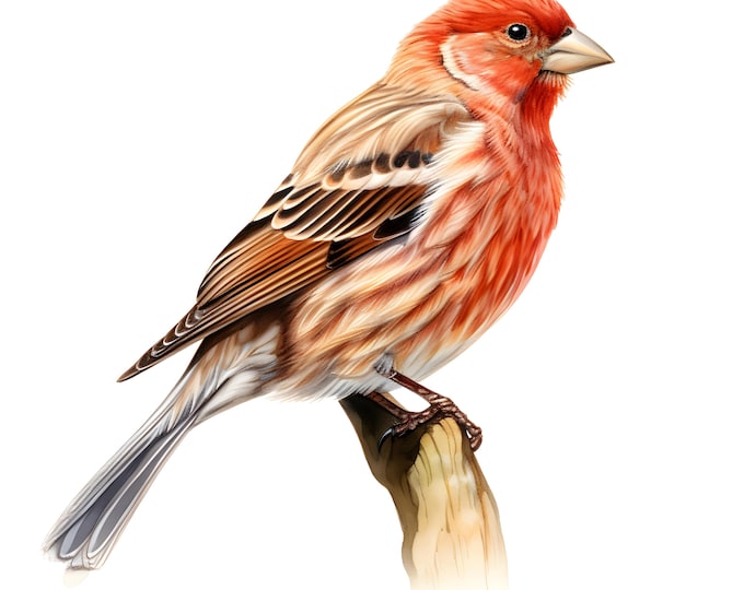 House Finch Clipart, Finch Images, 10 Watercolor Clip Art, Printable JPGs, Instant Download, Commercial Use, Paper craft