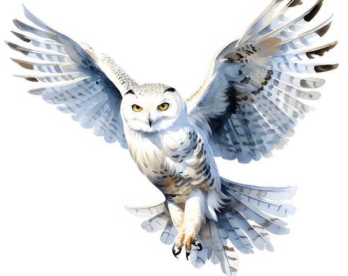 Snowy Owl Clipart, Barn Owl Images, 10 Watercolor Clip Art, Printable JPGs, Instant Download, Commercial Use, Paper craft