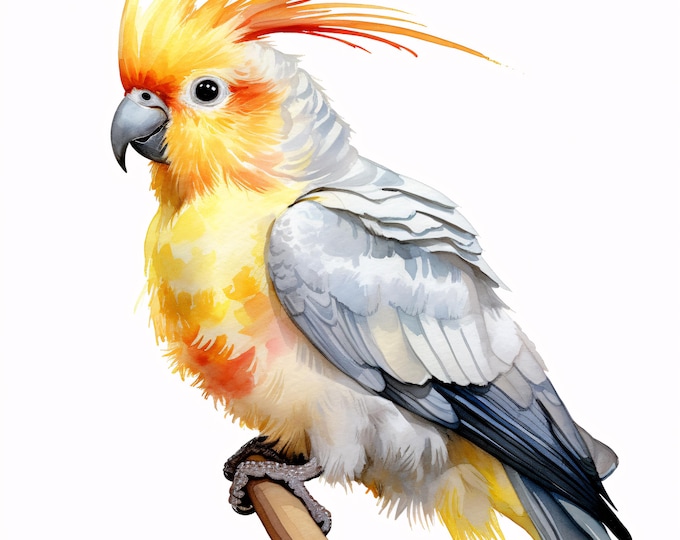 Cockatiel Clipart, Parrot Bird Images, 10 Watercolor Clip Art, Printable JPGs, Instant Download, Commercial Use, Paper Craft