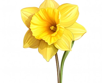 Watercolor Daffodil Clipart: Yellow Spring Flowers (JPGs, Commercial Use)